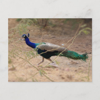 Cartão Postal Jaywalk Peacock