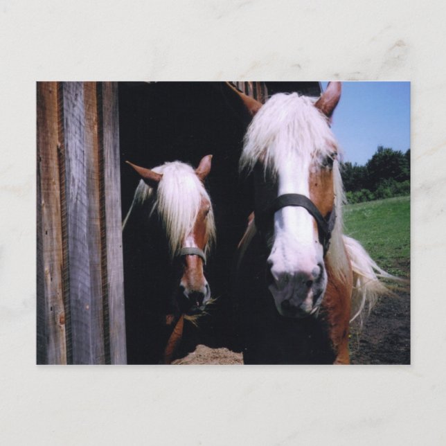 Cartão Postal Jeff et Kate (Frente)