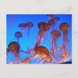 Cartão Postal Jelly Fish