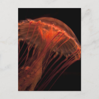 Cartão Postal Jelly Light