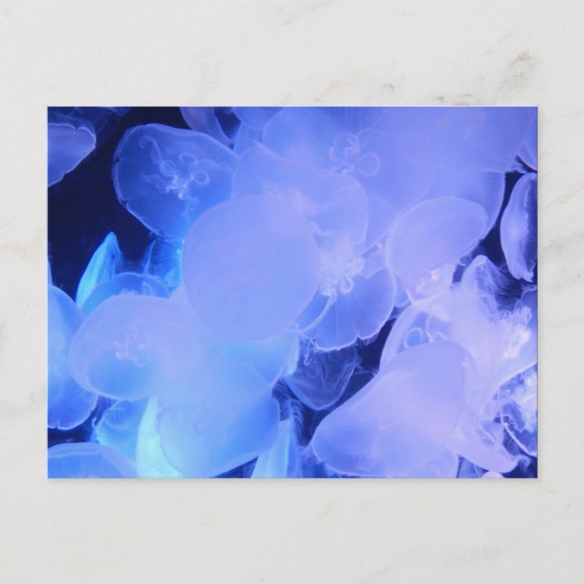 CARTÃO POSTAL JELLYFISH (Frente)