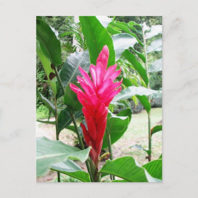 Cartão Postal Jengibre rojo (gengibre vermelho) (Frente)