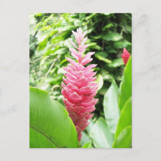 Cartão Postal Jengibre rosado (gengibre rosa)