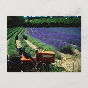 Cartão Postal Jersey lavanda fazenda, Jersey Channel Islands, En