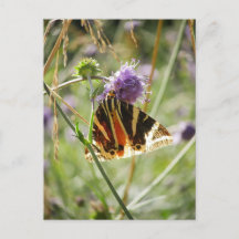 Jersey Tiger Moth Magnet