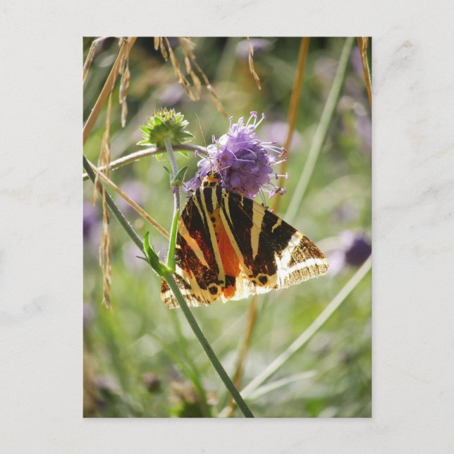 Cartão Postal Jersey Tiger Moth Magnet (Frente)
