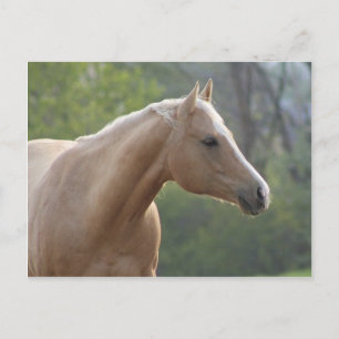 Cartão Postal Jessie Rey Freckle