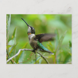 Cartão Postal Jewels Adorn