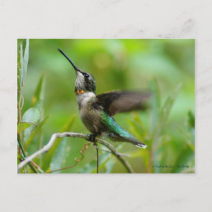 Cartão Postal Jewels Adorn