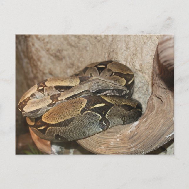 Cartão Postal Jiboia # 2 (Frente)