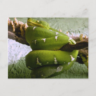 Cartão Postal Jiboia Esmeralda