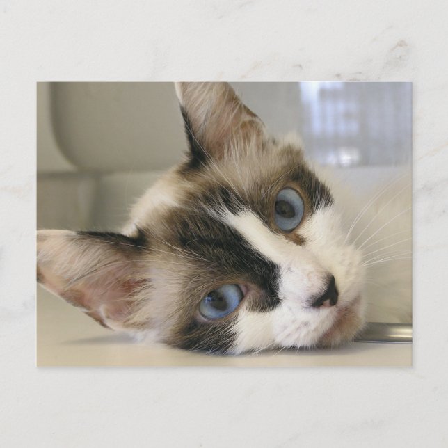 Cartão Postal Jillie (Frente)