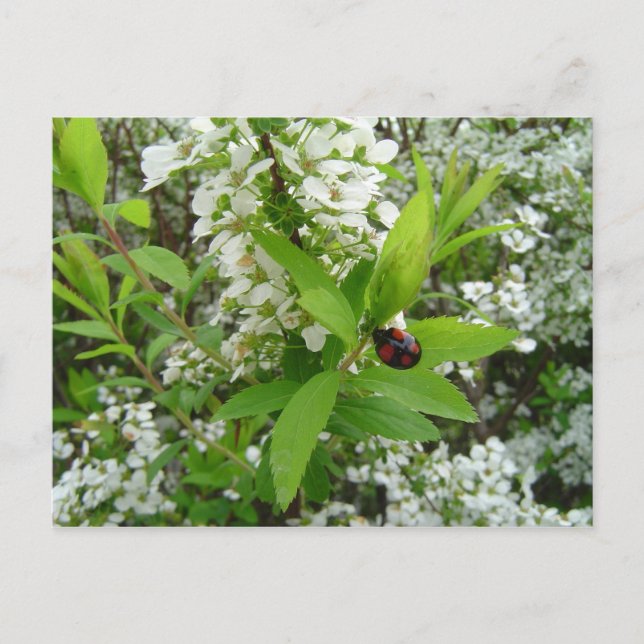 Cartão Postal Joaninha (Frente)