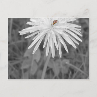 Cartão Postal Joaninha