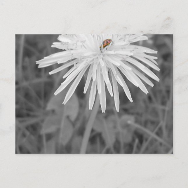 Cartão Postal Joaninha (Frente)