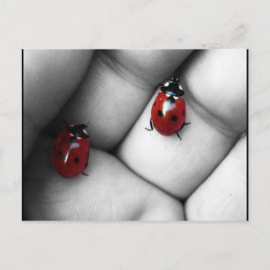 Cartão Postal joaninha de sete pontos