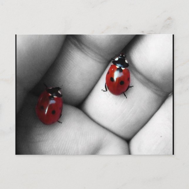 Cartão Postal joaninha de sete pontos (Frente)