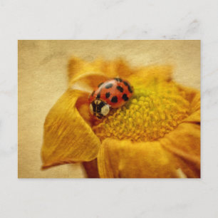 Cartão Postal Joaninha em flor amarela