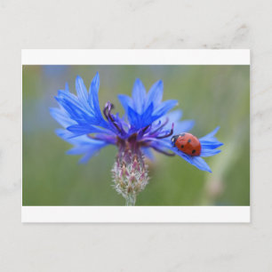 Cartão Postal Joaninha Flores Azuis Arte Destino Paz Amor Parrei