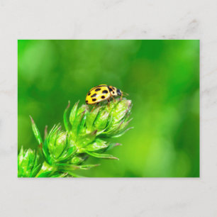 Cartão Postal Joaninha na natureza verde