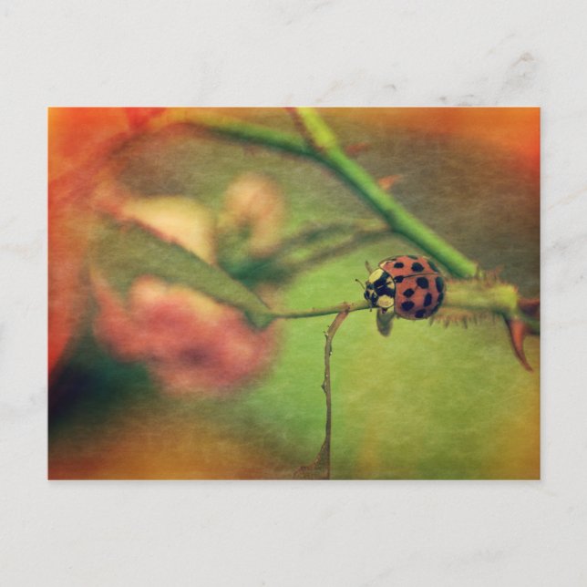 Cartão Postal Joaninha pitoresca (Frente)