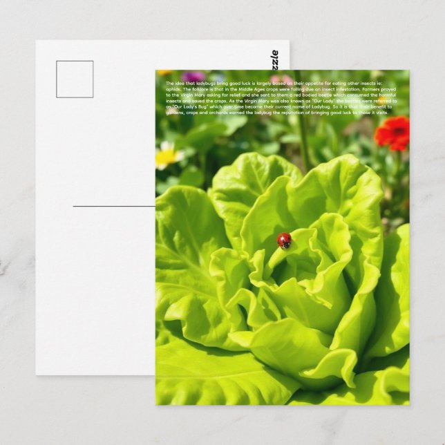 Cartão Postal Joaninha Sortuda  (Frente/Verso)