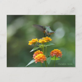 Cartão Postal Joel Dançante