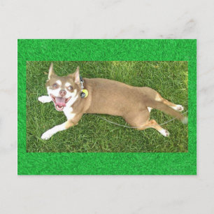 Cartão Postal Joey Laughs
