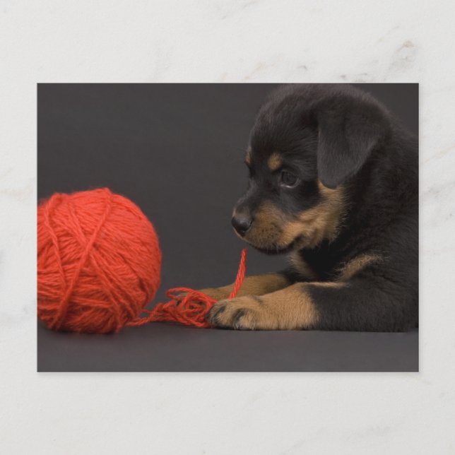 Cartão Postal Jogando o filhote de cachorro 6 (Frente)