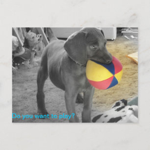 Cartão Postal Jogo azul do filhote de cachorro de Weimaraner