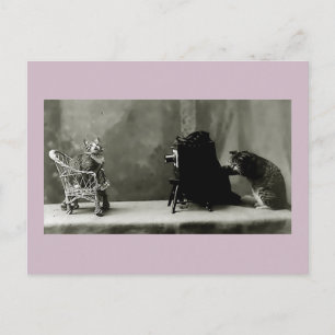 Cartão Postal jogo de diversão de gatos engraçados vintage pho