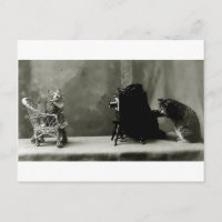 jogo de diversão de gatos engraçados vintage photo