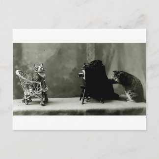Cartão Postal jogo de diversão de gatos engraçados vintage photo