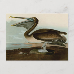 Cartão Postal John James Audubon Brown Pelican Trabalho de arte