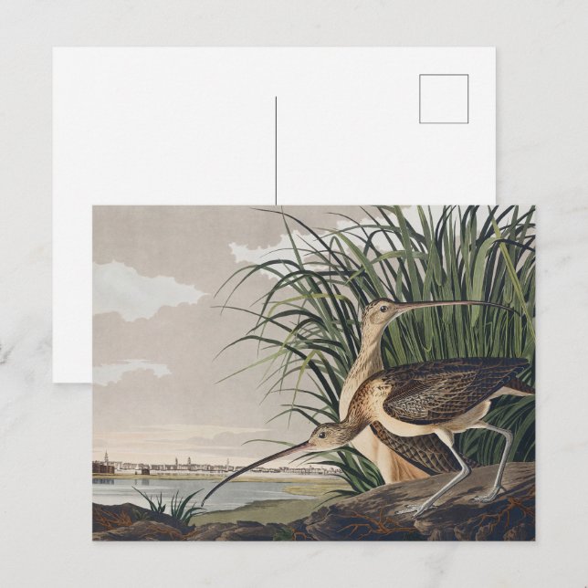 Cartão Postal John James Audubon Long-Billed Curlew Bird (Frente/Verso)