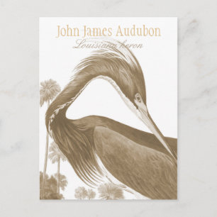 Cartão Postal John James Audubon Lousiana heron CC0752 Bird