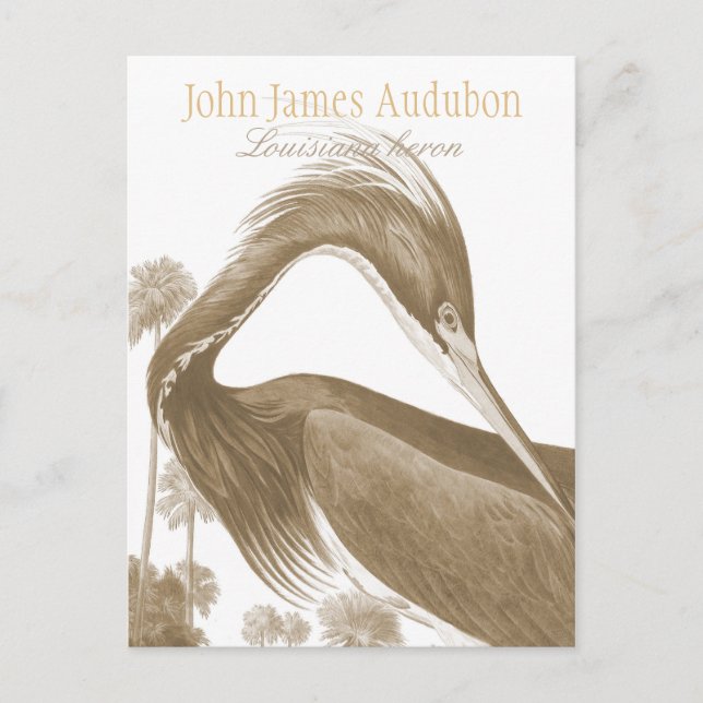 Cartão Postal John James Audubon Lousiana heron CC0752 Bird (Frente)