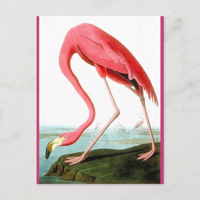 Cartão Postal John James Audubon, Pintura Flamingo (Frente)
