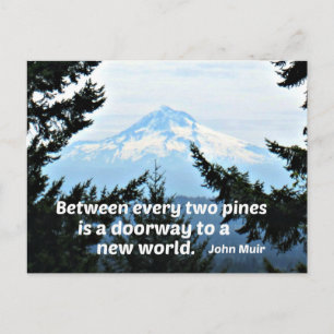 Cartão Postal John Muir: "Entre cada dois pinheiros está uma por