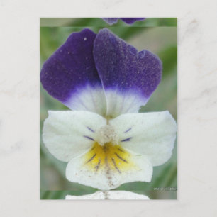 Cartão Postal Johnny Jump-up Flower Pic