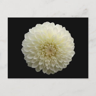 Cartão Postal Jomanda Branca (Dahlia)