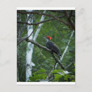 Cartão Postal Jordan Pond Pileated Woodpecker.