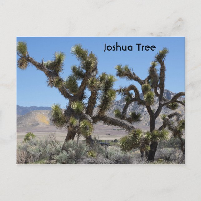 Cartão Postal Joshua Tree na Califórnia (Frente)