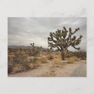 Cartão Postal Joshua Tree National Park postcard