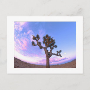 Cartão Postal "Joshua Tree Swirl"