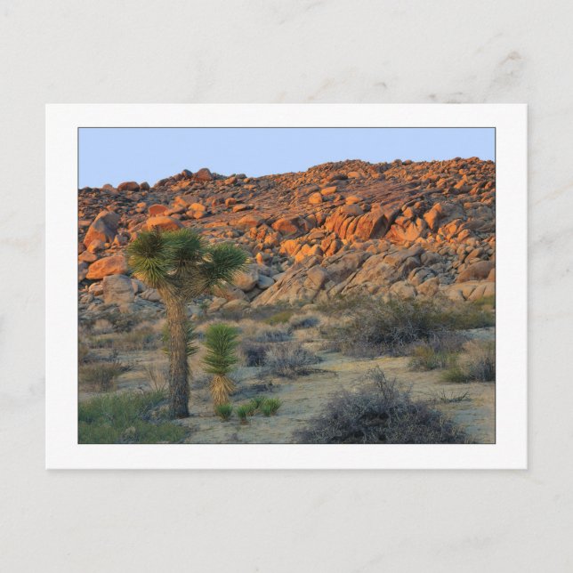 Cartão Postal "Joshua Tree with Offspring" (Frente)