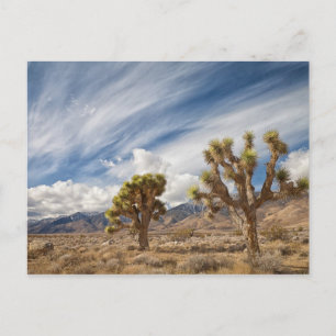 Cartão Postal Joshua Trees no Deserto