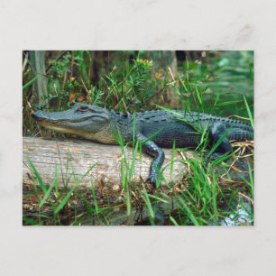 Cartão Postal Jovem Alligator