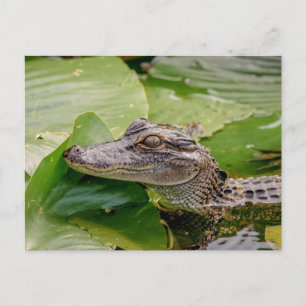 Cartão Postal Jovem Alligator