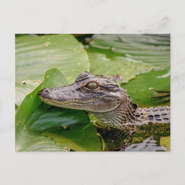 Cartão Postal Jovem Alligator (Frente)
